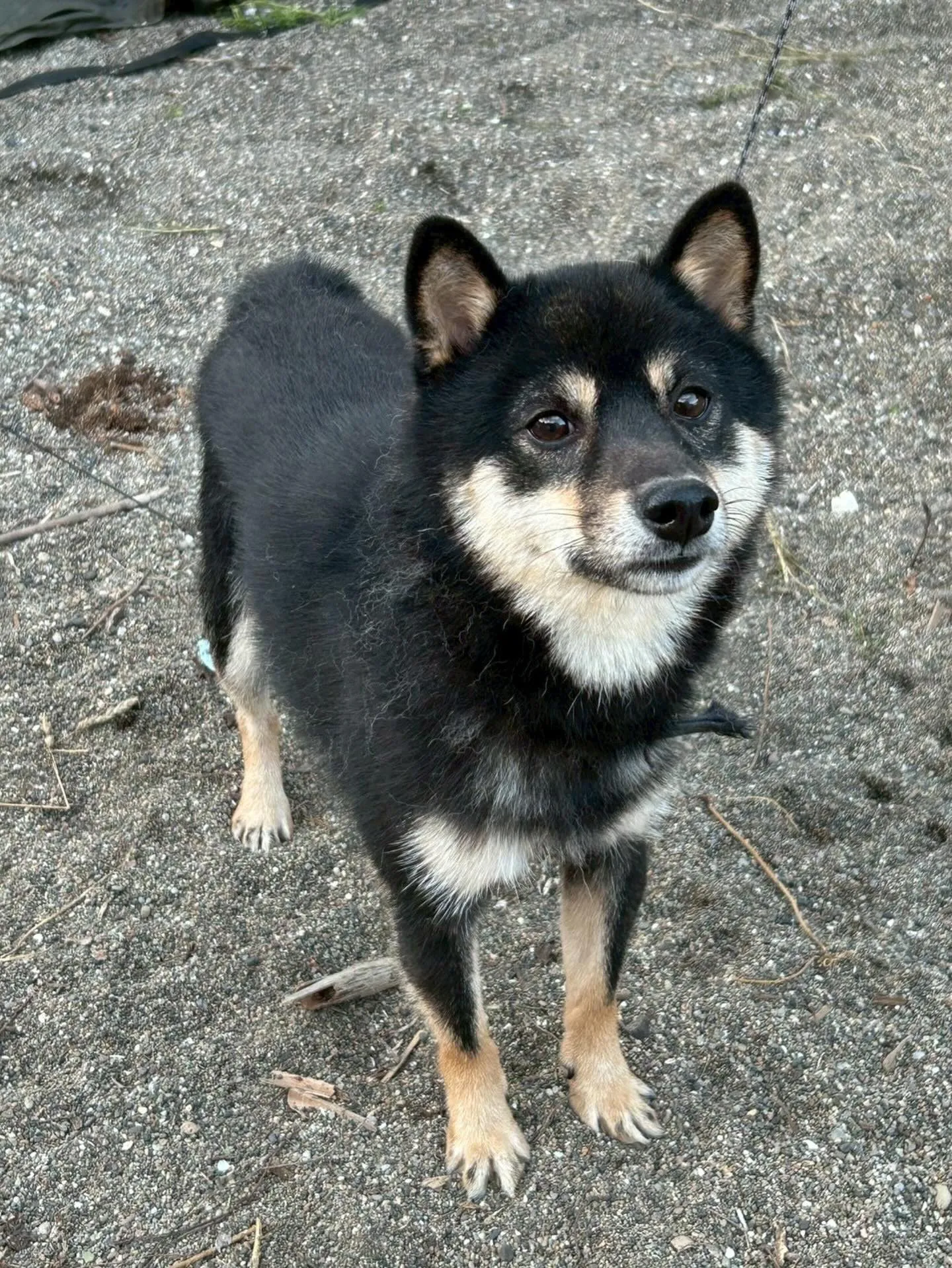 我が社の会長 わかがしら2歳